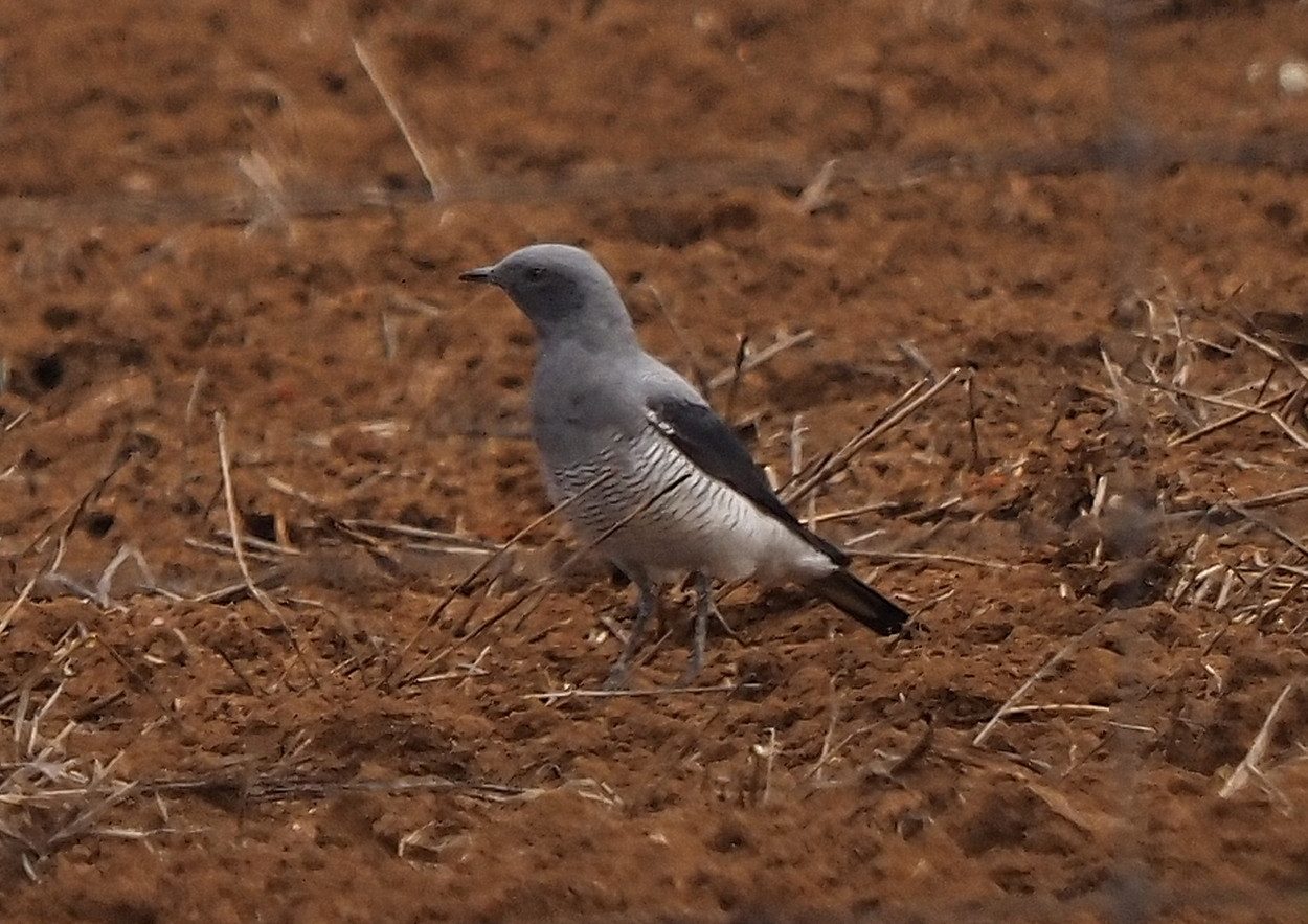 image Ground Cuckooshrike
